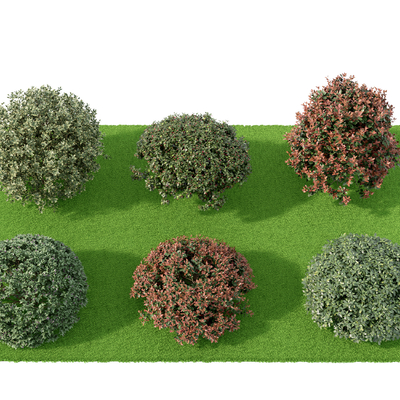 plant shrub ball