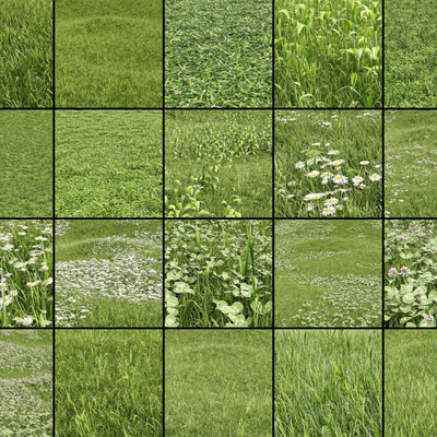 Lawn Grassland Grassland Grass