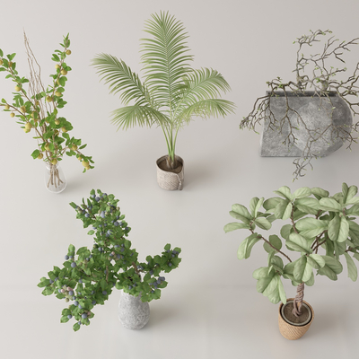 Potted Bonsai Fern Dry Branch