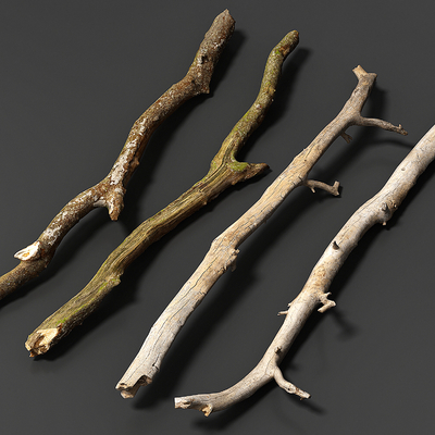 wood tree stem branches