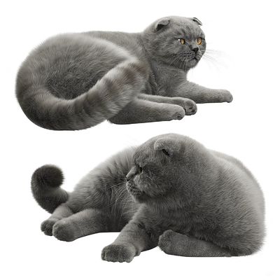 Cute gray cat