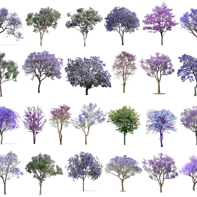 Jacaranda purple leaf plum landscape tree