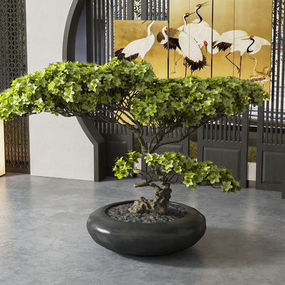 New Chinese Green Plant Potted Plant