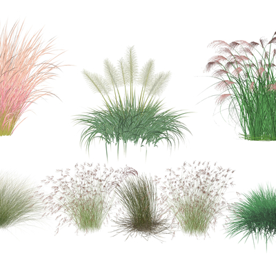 ornamental grass