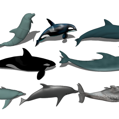 Whale Dolphin