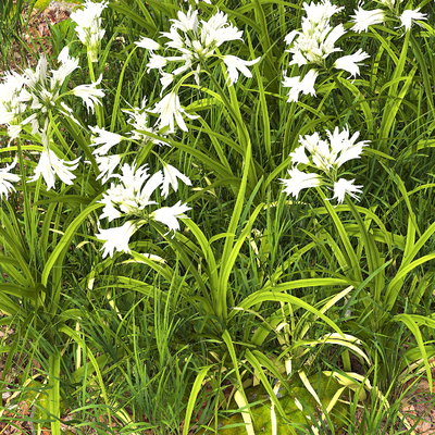 Flowers and flowers