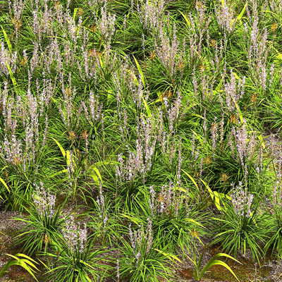 Flowers and flowers