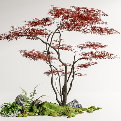 Acer claw tree