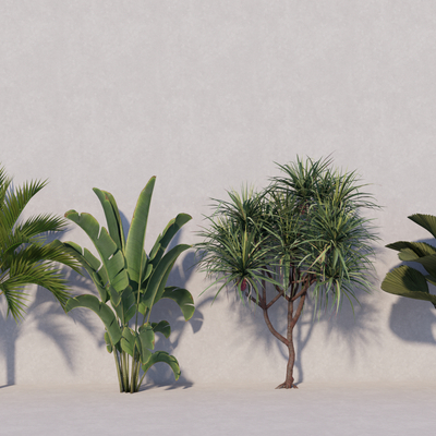 Tropical Plants