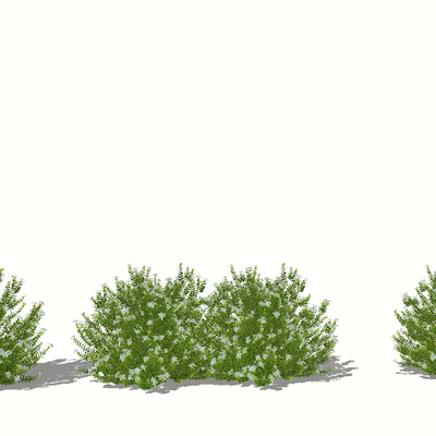 landscape shrubs shrubs green plants