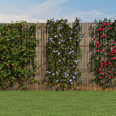 Vine Vine Green Plant Wall Creeper