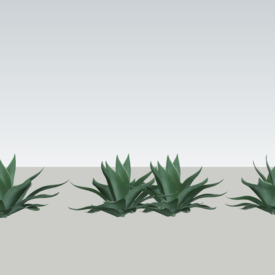 plant agave green plant