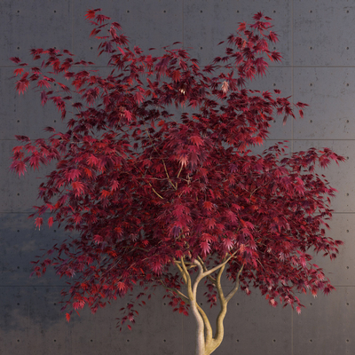 Japanese Landscape Tree Maple