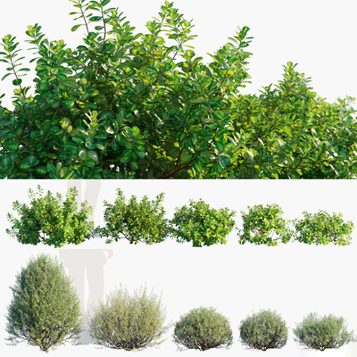 Modern Green Plant Shrubs