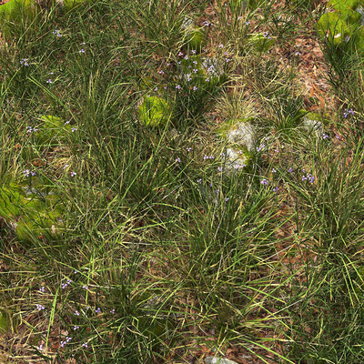 grass flowers grass grass lawn