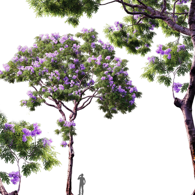 Jacaranda Trees Flowers Trees