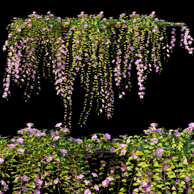 Morning glory vine plant wall