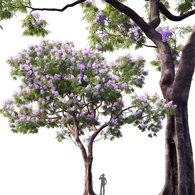 Jacaranda Trees