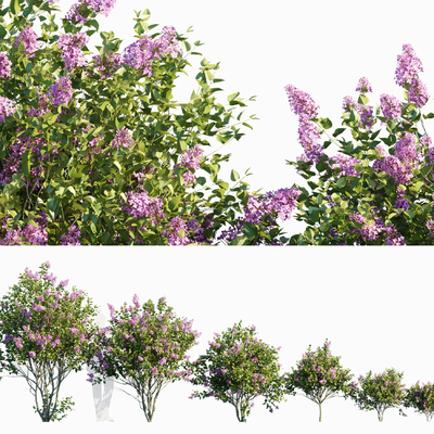 European lilac shrub plant