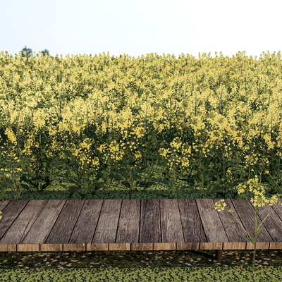 Rape Flower Sea Rape Flower Field