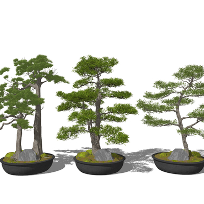 Pohan pine bonsai tree