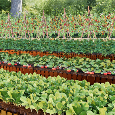 Village Vegetable Garden Courtyard