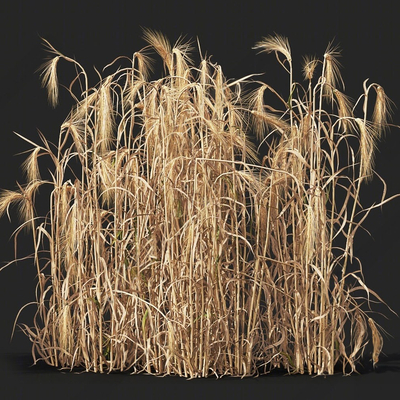 wheat wheat field withered grass