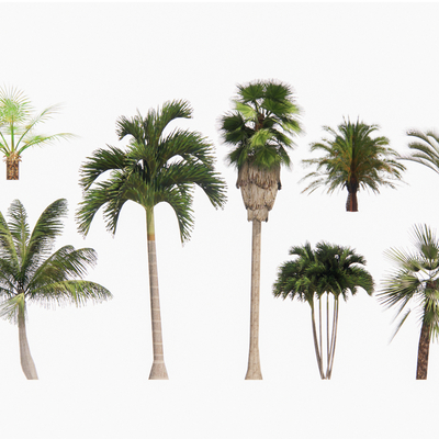 Palm Tree