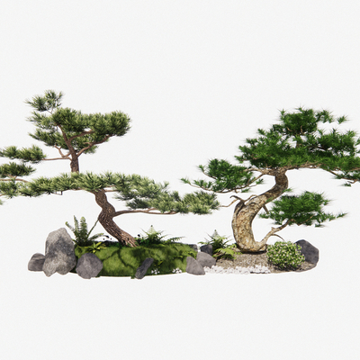 Landscape Landscaping Lohan Pine Pine