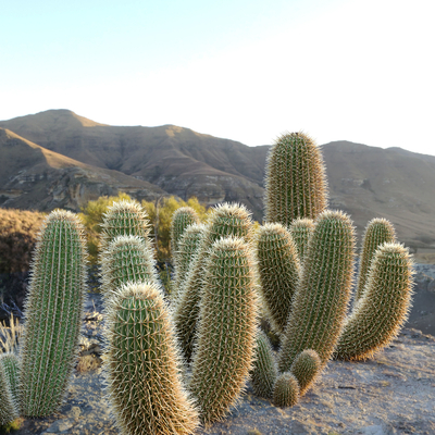 Modern Cactus Shrub