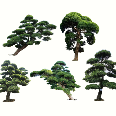 Lohan pine floating pine mountain pine welcome pine