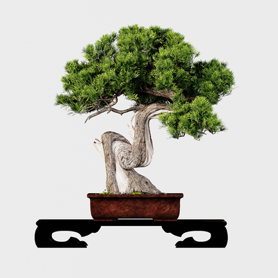 Pine Tree Bonsai Welcome Pine