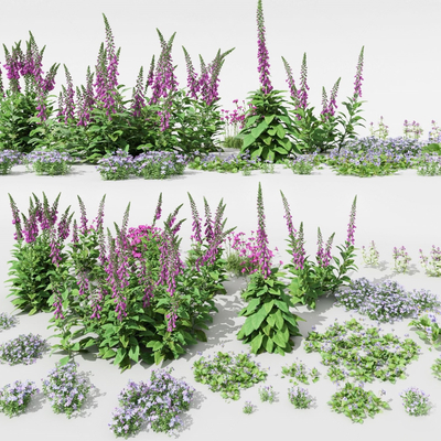 Lavender flowers and shrubs