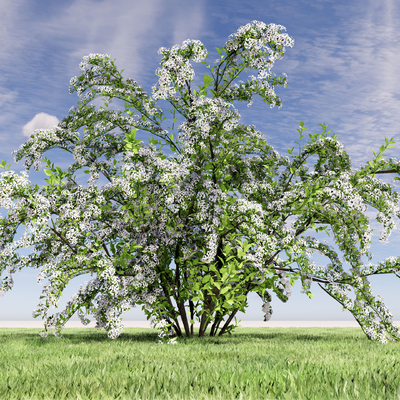 trees big trees plants flower trees