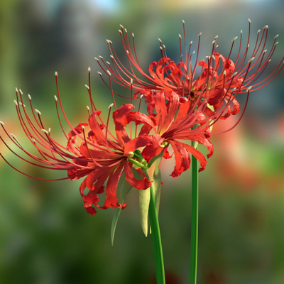 Bianhua Flowers Flowers