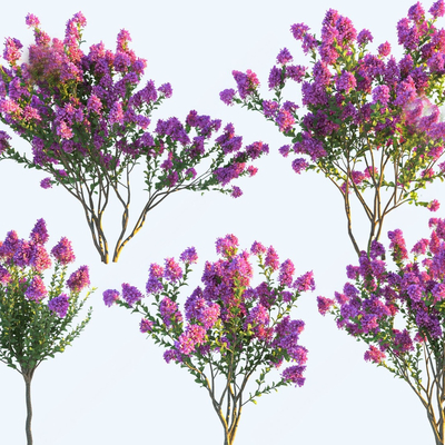 Landscape Tree Lagerstroemia indica Flower Tree