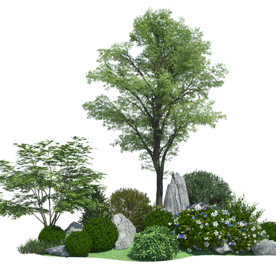 Plant landscape shrub sketch