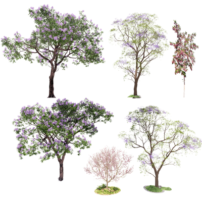 Jacaranda Street Trees Landscape Trees Arbor Landscaping Trees