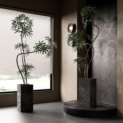 Antique Bonsai