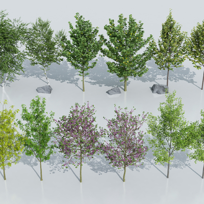 Landscape trees, street trees, arbor