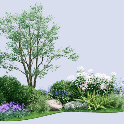 Garden Shrubs