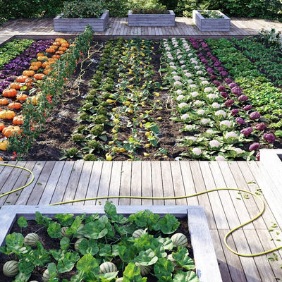 Fruit Vegetables Vegetable Garden Vegetable Plots