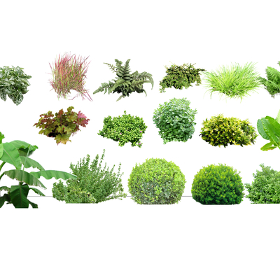 Modern Plants 2D Shrubs