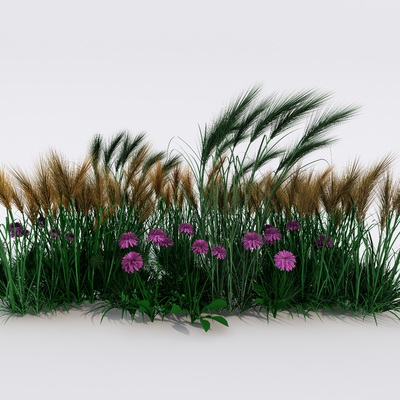 Modern dog tail grass flowers