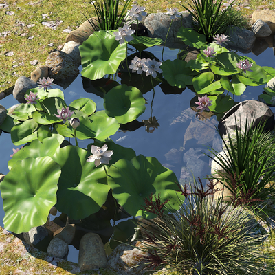 Ecological Fish Pond Pool Fish Pond Lotus Pond Water