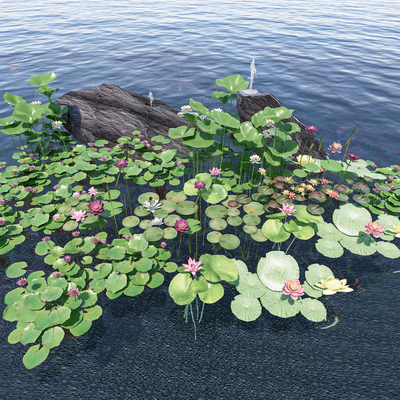 aquatic plant lotus water lily lotus leaf