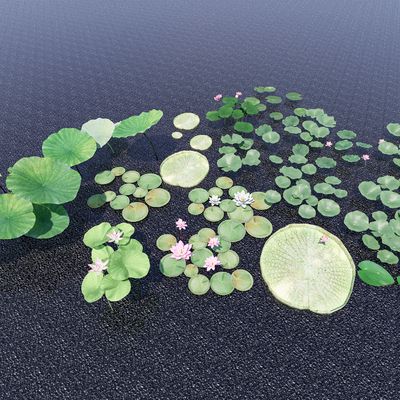 aquatic plant lotus water lily lotus leaf