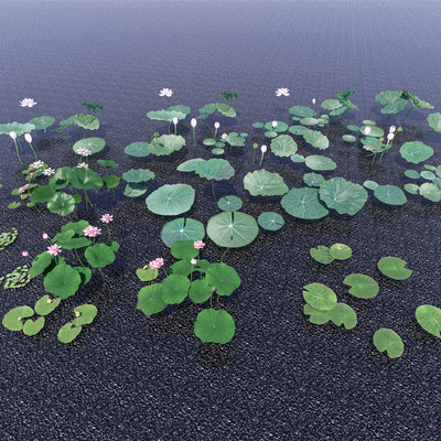 aquatic plant lotus water lily lotus leaf