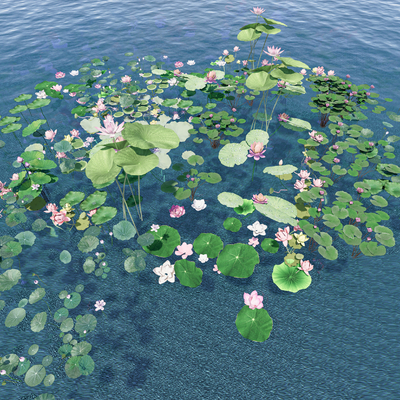 aquatic plant lotus water lily lotus leaf