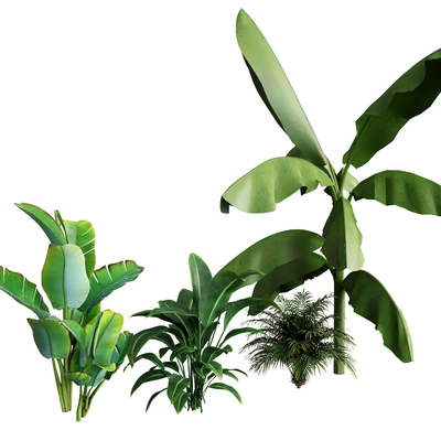 Plant Tropical Plant Green Planting Plantain Straw